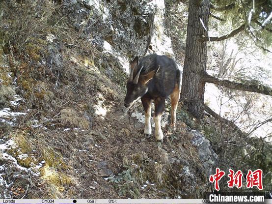 圖為相同位點記錄到的國家二級重點保護(hù)野生動物—中華鬣羚?！≈袊茖W(xué)院昆明動物研究所提供