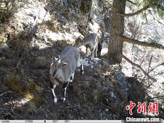 圖為相同位點記錄到的雪豹主要獵物—巖羊。　中國科學(xué)院昆明動物研究所提供
