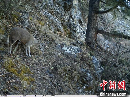 圖為相同位點記錄到的國家一級重點保護(hù)野生動物—馬麝?！≈袊茖W(xué)院昆明動物研究所提供