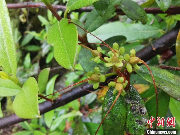 圖為折萼杜鵑果實圖?！≈锌圃豪ッ髦参镅芯克峁? oldsrc=