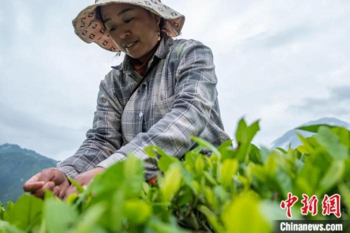 圖為墨脫縣背崩鄉(xiāng)門巴族民眾采摘茶葉。