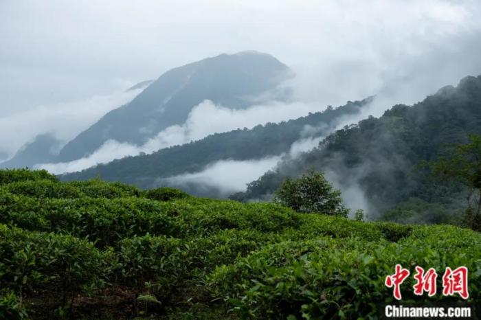 墨脫縣背崩鄉(xiāng)的高山茶場(chǎng)。