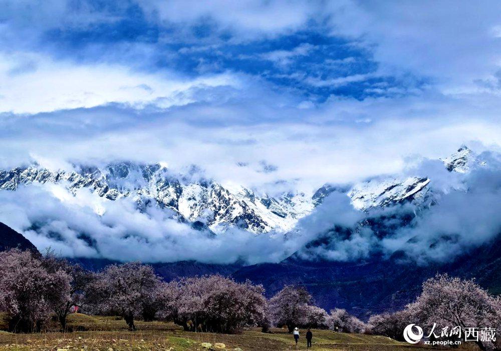 雪山下的桃花。人民網(wǎng) 李海霞攝