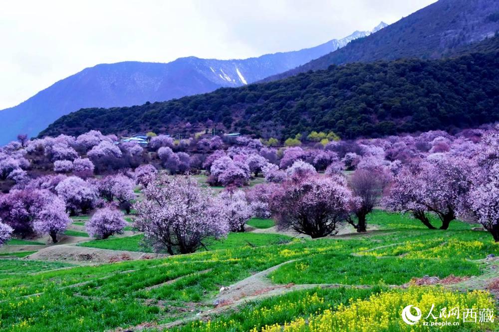 一樹(shù)樹(shù)野桃花開(kāi)得正艷。人民網(wǎng) 李海霞攝