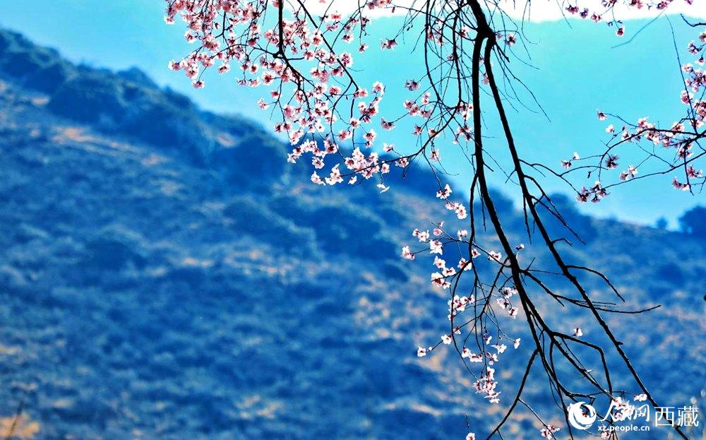 清麗的桃花。人民網(wǎng) 李海霞攝