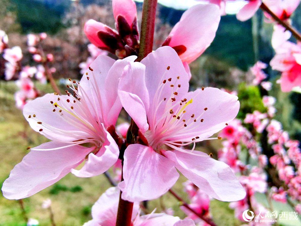 林芝桃花開(kāi)。人民網(wǎng) 李海霞攝