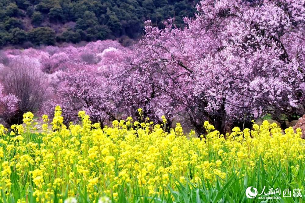 桃花與油菜花交相輝映。人民網(wǎng) 李海霞攝