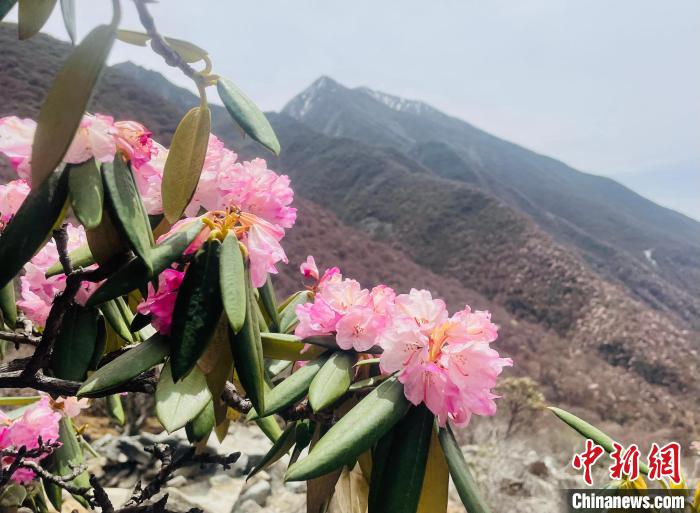 近日，西藏自治區(qū)山南市加查縣索囊溝的杜鵑花競相綻放?！∪轿木?攝