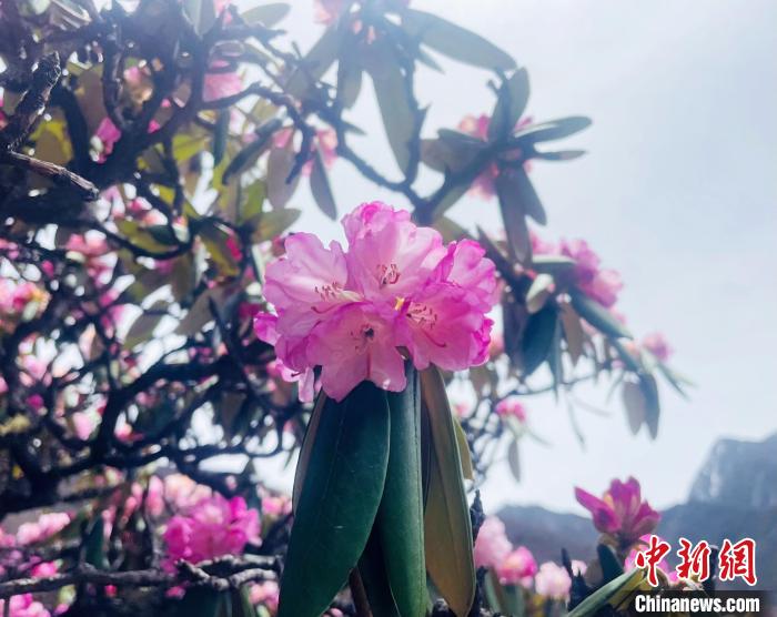 近日，西藏自治區(qū)山南市加查縣索囊溝的杜鵑花競相綻放?！∪轿木?攝