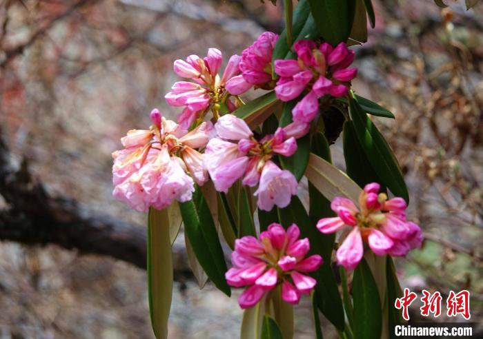 近日，西藏自治區(qū)山南市加查縣索囊溝的杜鵑花競相綻放?！∪轿木?攝