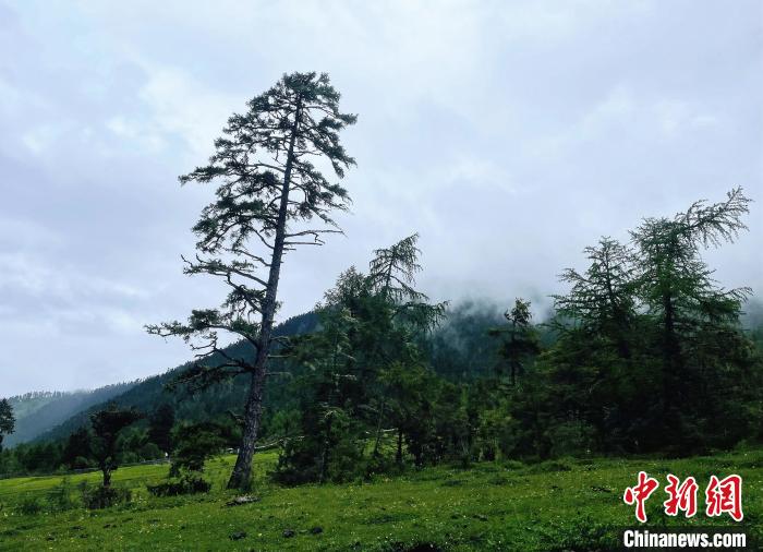 6月10日，魯朗小鎮(zhèn)高山牧場景區(qū)風(fēng)光?！∪轿木?攝