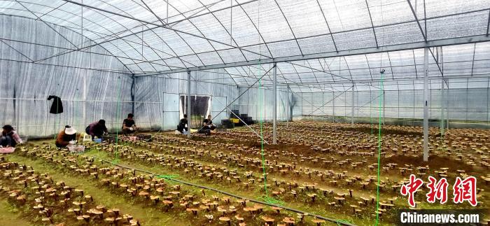 圖為紅太陽科技示范家庭農場組織民眾采收靈芝?！∑酱胪喙﹫D