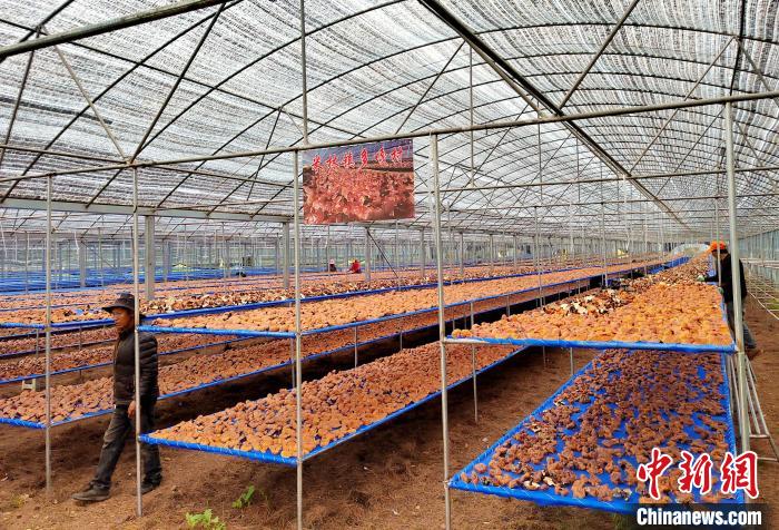 圖為紅太陽科技示范家庭農場采收的靈芝?！∑酱胪喙﹫D