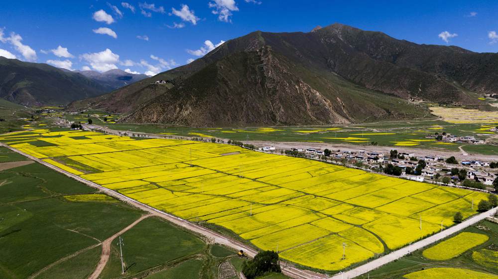 西藏墨竹工卡縣油菜農(nóng)田。