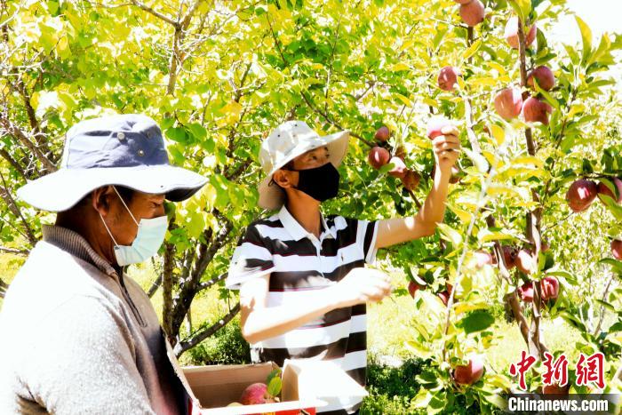 圖為西藏阿里札達縣底雅鄉(xiāng)村民在自家果園采摘果實?！“⑼?攝