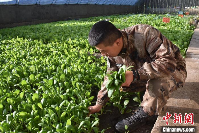 圖為阿里軍分區(qū)某邊防團(tuán)官兵在溫室摘菜?！￡悋[岳 攝