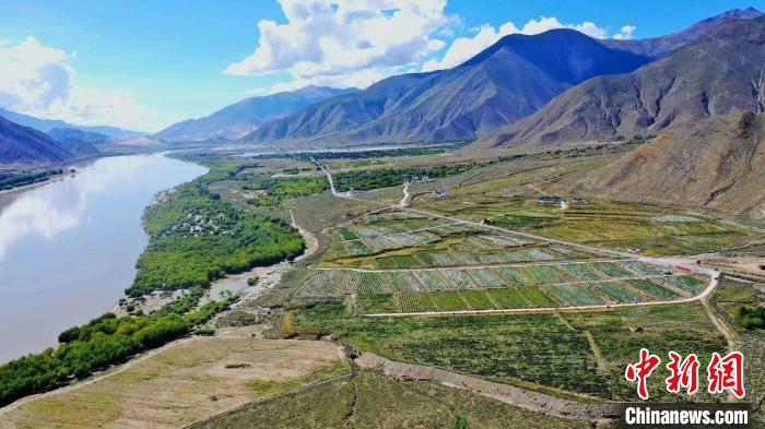 圖為桑日縣葡萄種植基地?！∩侥仙Ｈ湛h委宣傳部提供