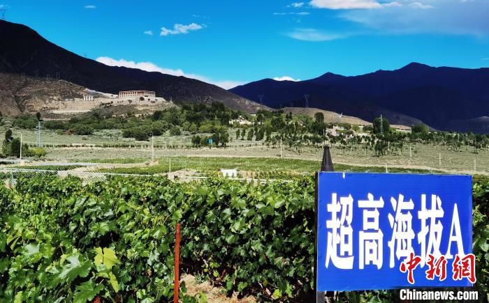 圖為桑日縣種植的葡萄。　山南桑日縣委宣傳部提供