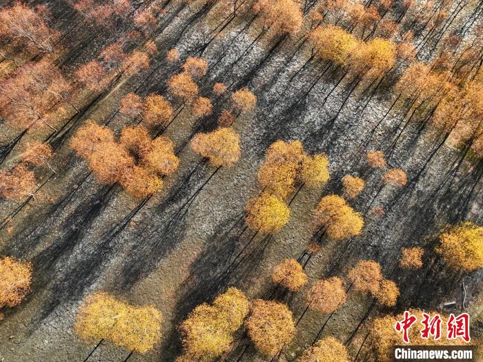 入冬時節(jié)，雅魯藏布江畔的樹林一片金黃。　董志雄 攝
