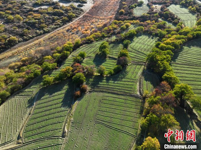 圖為11月8日，雅魯藏布江畔的高原梯田?！《拘?攝