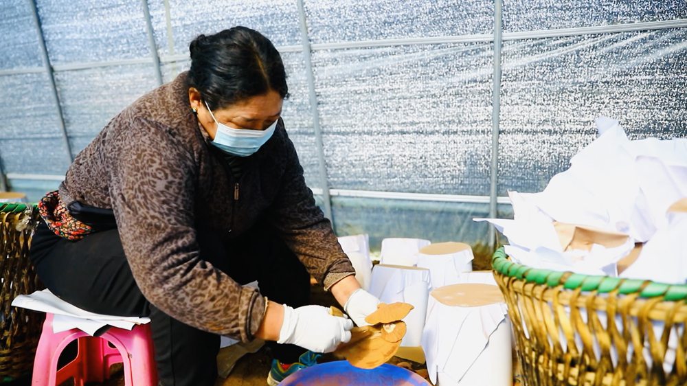 采收靈芝孢子粉。