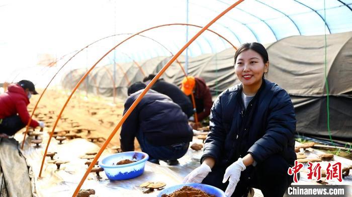 圖為農(nóng)民采收靈芝孢子粉?！∴嚢?攝