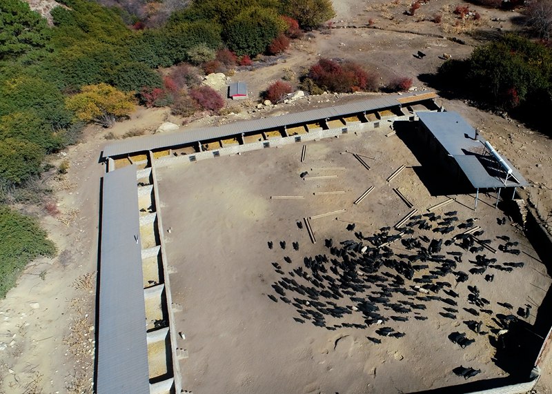 麥村藏香豬養(yǎng)殖基地。