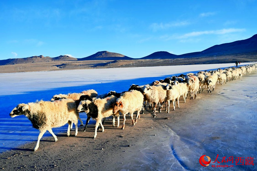 羊群排著隊(duì)穿過(guò)普莫雍錯(cuò)。 人民網(wǎng) 李海霞攝
