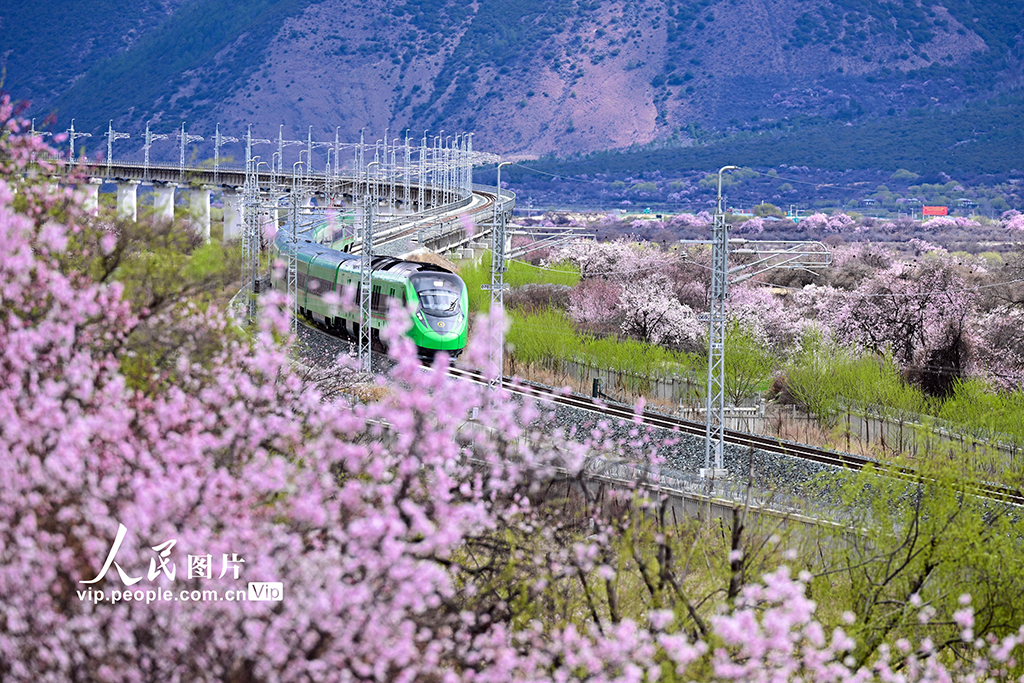 西藏林芝：雪域高原列車穿越花?！?】