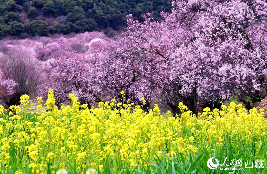桃花與油菜花勾勒出別樣風(fēng)景。 人民網(wǎng) 李海霞攝