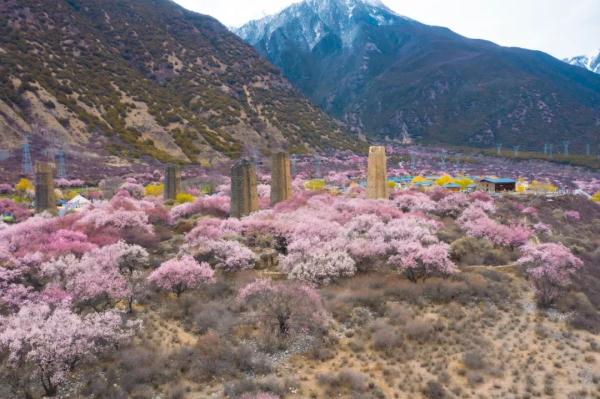人間桃花源！林芝桃花有多絕？