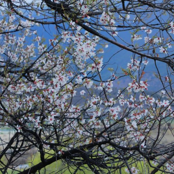 人間桃花源！林芝桃花有多絕？