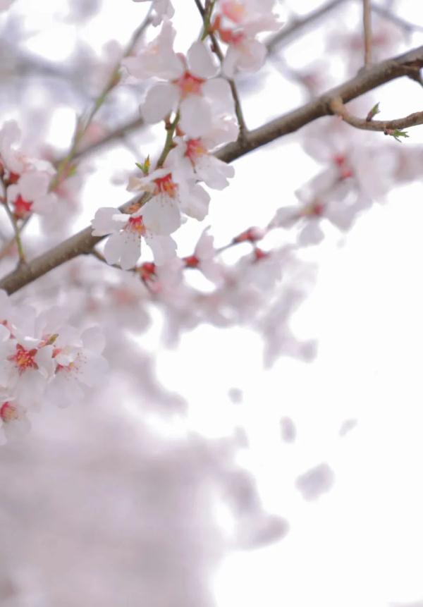 人間桃花源！林芝桃花有多絕？