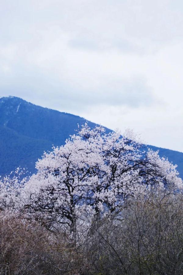人間桃花源！林芝桃花有多絕？