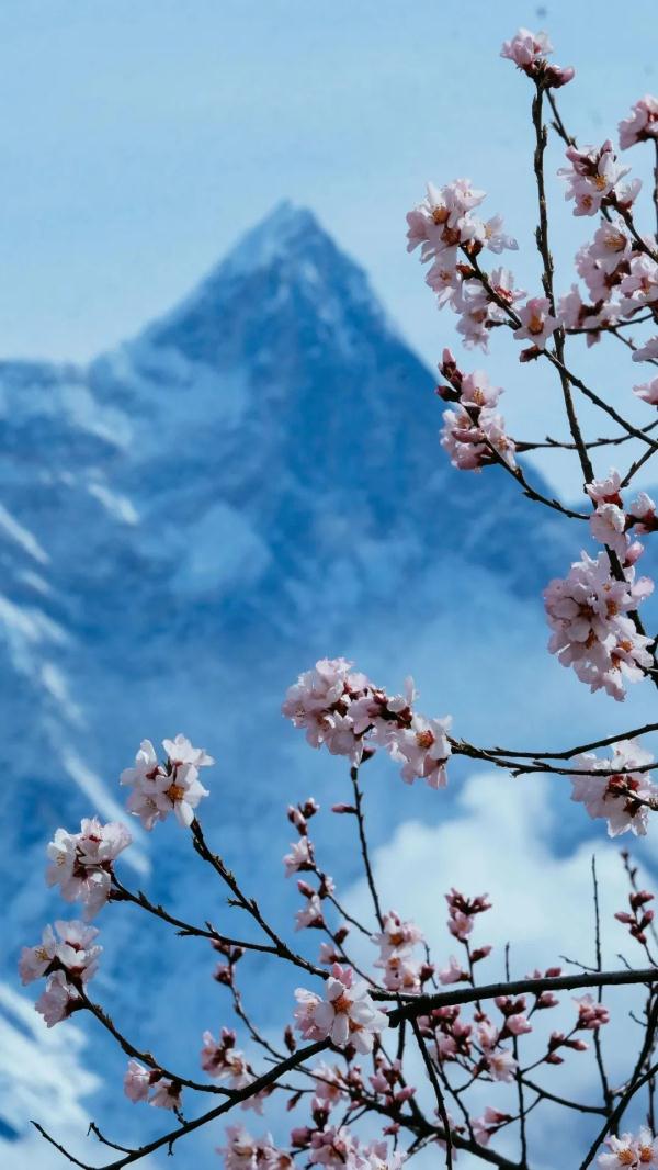 人間桃花源！林芝桃花有多絕？