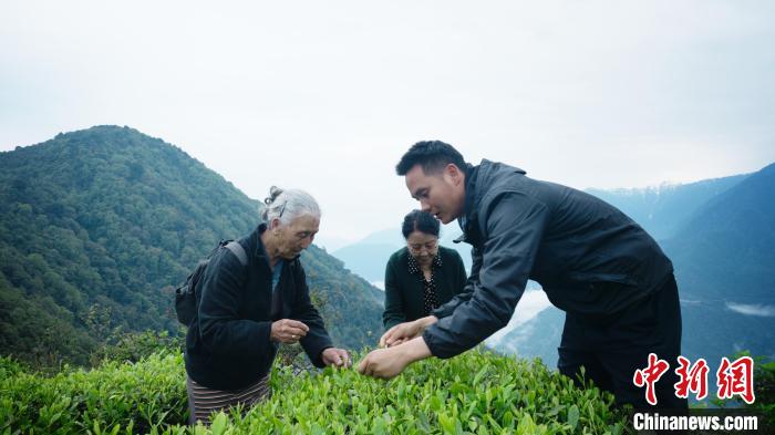圖為銀發(fā)旅游體驗(yàn)團(tuán)兩位老人體驗(yàn)采茶?！∥鞑貙ｍ?xiàng)旅游協(xié)會(huì)供圖