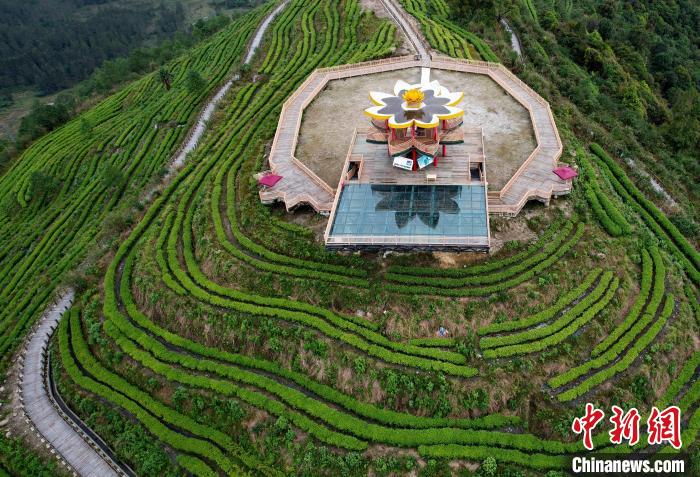 圖為西藏林芝市墨脫縣背崩鄉(xiāng)格林村山頂?shù)木坝^茶園。(無人機照片) 李林 攝