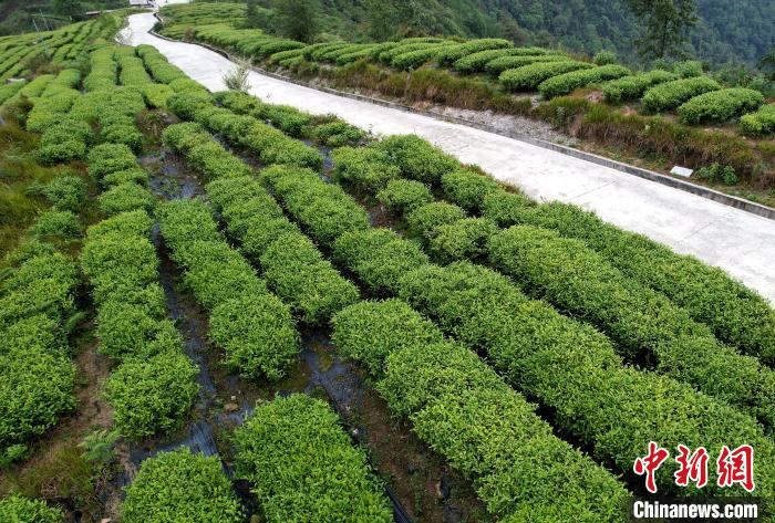 圖為西藏林芝市墨脫縣背崩鄉(xiāng)格林村山頂?shù)木坝^茶園。(無人機照片) 李林 攝