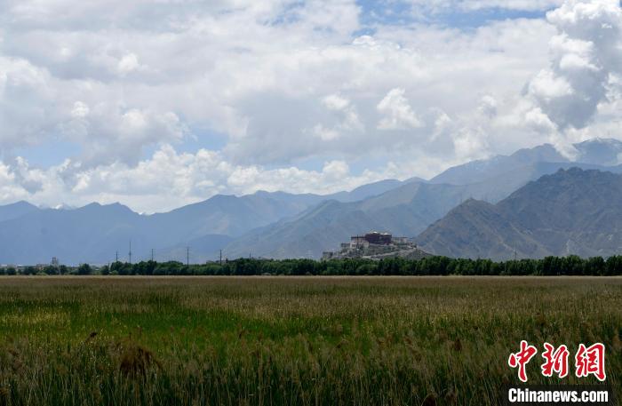 圖為6月22日，西藏拉薩拉魯濕地?！±盍?攝