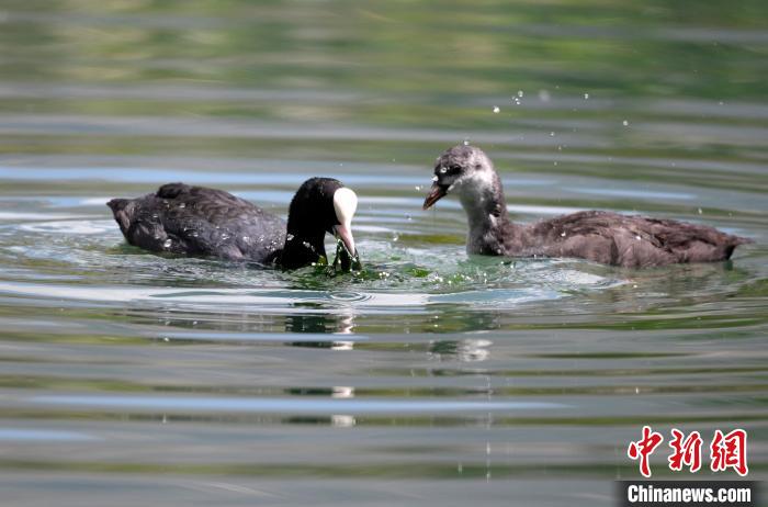 圖為6月22日，棲息在拉魯濕地內(nèi)的古頂雞?！±盍?攝
