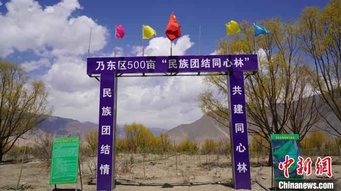 圖為“民族團(tuán)結(jié)同心林”項目?！∧藮|融媒供圖