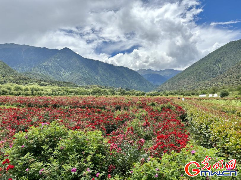 我們的家園丨工布花谷：高原花開香飄全國，產(chǎn)業(yè)經(jīng)濟增收致富