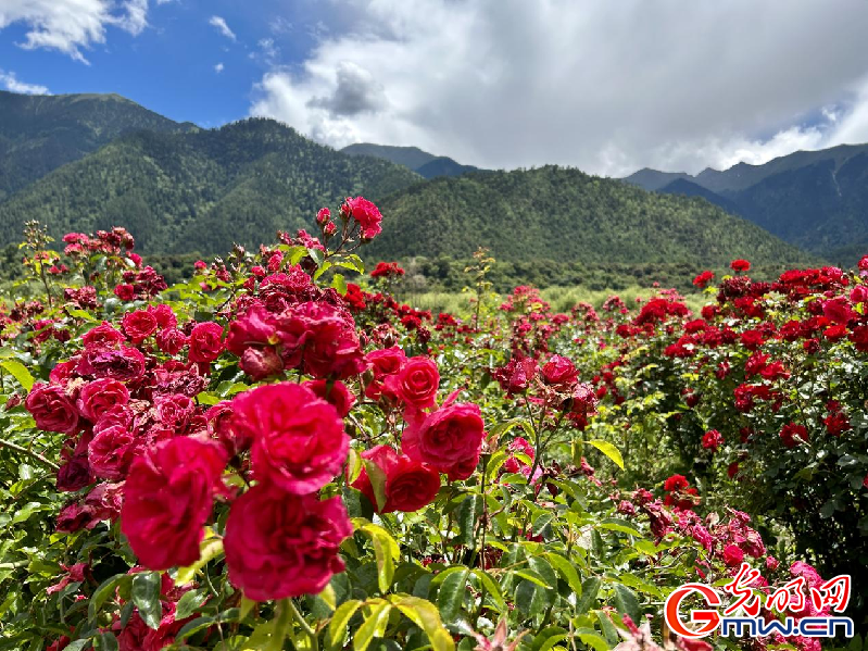 我們的家園丨【組圖】 綠水青山入畫，“金山銀山”筑起