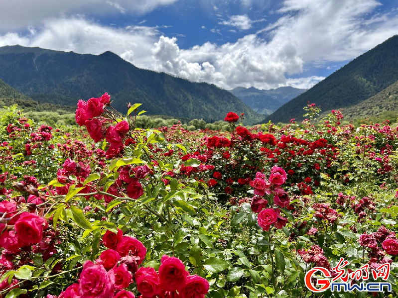 我們的家園丨【組圖】 綠水青山入畫，“金山銀山”筑起