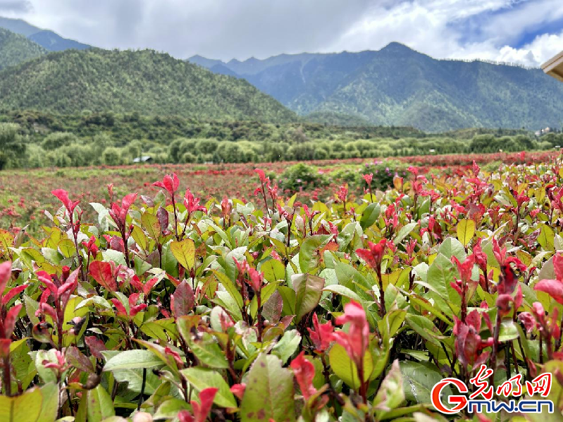 我們的家園丨【組圖】 綠水青山入畫，“金山銀山”筑起