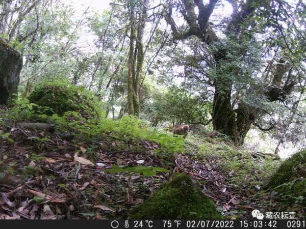 西藏色季拉山發(fā)現(xiàn)雪豹、白頰獼猴等多種珍稀野生動物