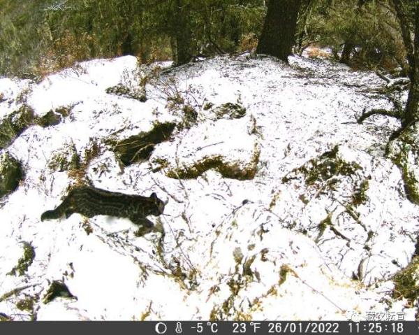 西藏色季拉山發(fā)現(xiàn)雪豹、白頰獼猴等多種珍稀野生動物