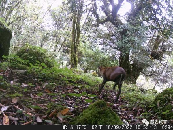 西藏色季拉山發(fā)現(xiàn)雪豹、白頰獼猴等多種珍稀野生動物