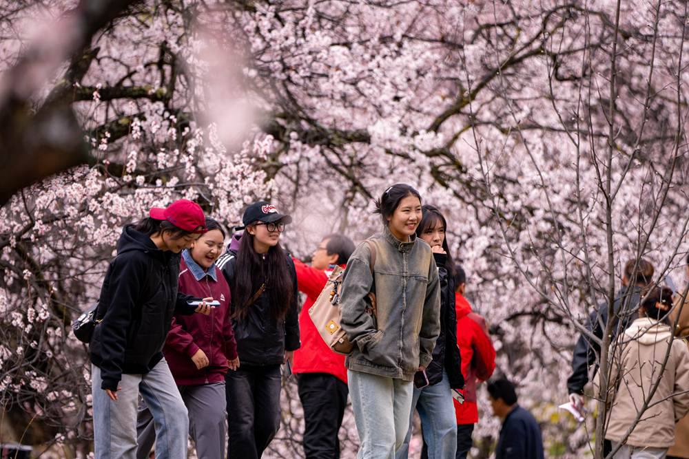 桃花盛開惹人醉，八方游客賞花來。徐馭堯攝