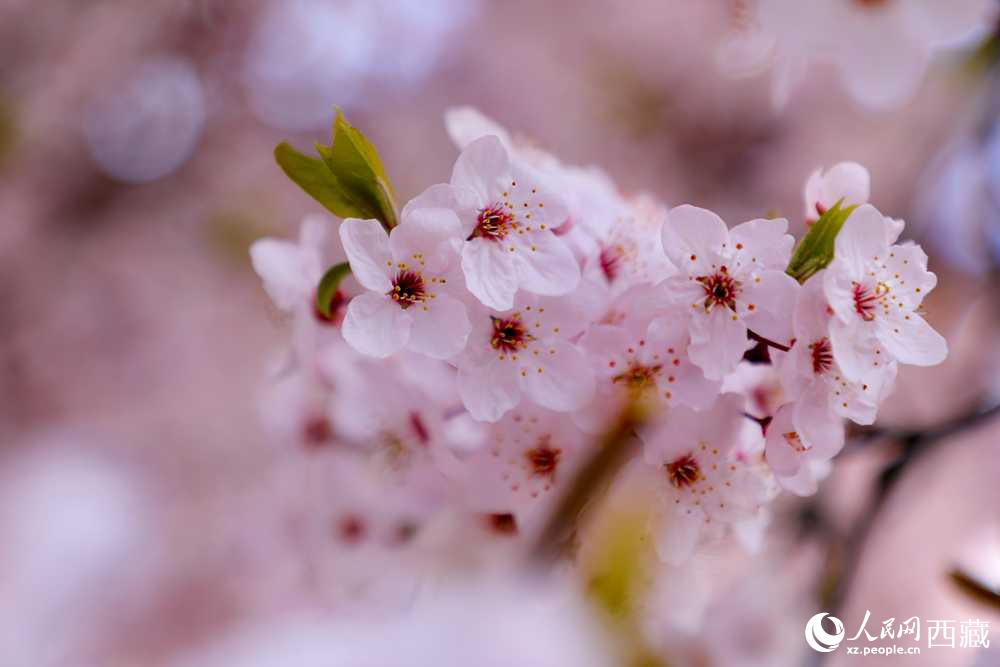 桃花盛開惹人醉。人民網(wǎng)記者 次仁羅布攝